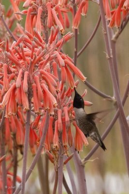 Colibri  gorge noire (Black-chinned Hummingbird)