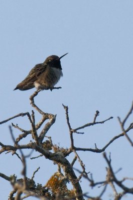 Colibri  gorge noire (Black-chinned hummingbird)