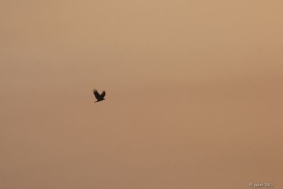 Urubu noir (Black vulture) at sunset