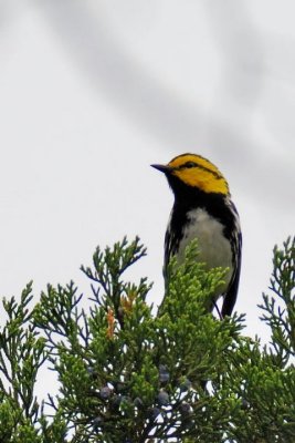 Paruline  dos noir (Golden-cheeked Warbler)