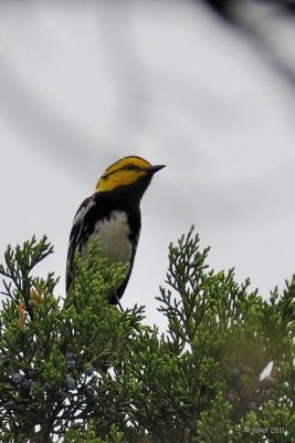 Paruline  dos noir (Golden-cheeked Warbler)