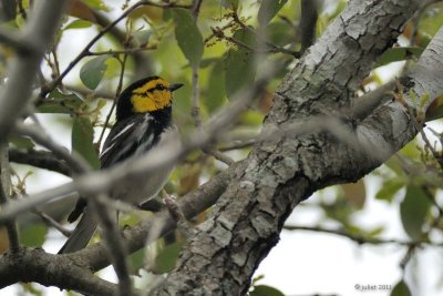 Paruline  dos noir (Golden-cheeked Warbler)