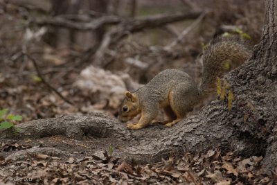 Fox squirrel (Sciurus niger)