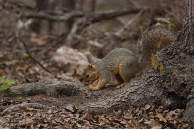 Fox squirrel (Sciurus niger)