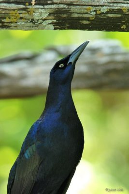 Quiscale à longue queue (Great-tailed Grackle)