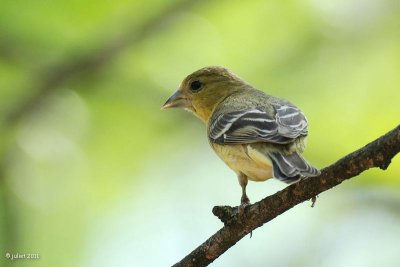 Chardonneret  dos noir, female (Lesser goldfinch)