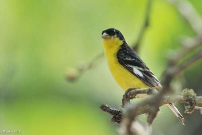 Chardonneret  dos noir, male (Lesser goldfinch)