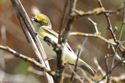 Viro aux yeux blancs (White-eyed Vireo)