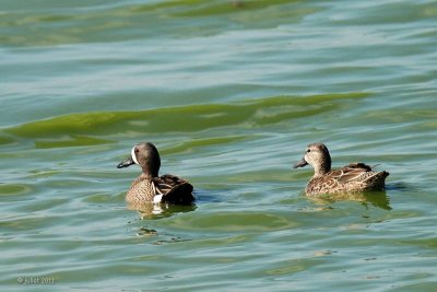 Sarcelle  ailes bleues (Blue-winged Teal)