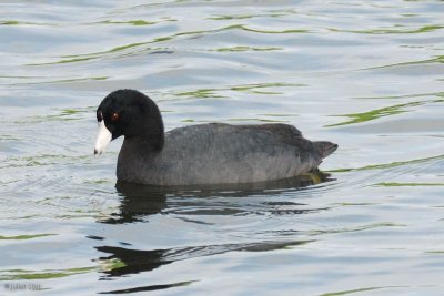 Foulque d'Amrique (American Coot)