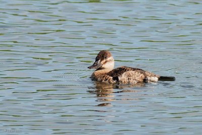 Érismature rousse (Ruddy Duck)