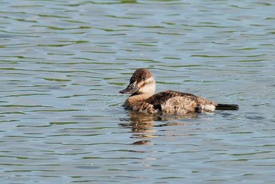 rismature rousse (Ruddy Duck)