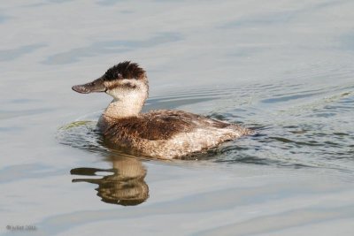 rismature rousse (Ruddy Duck)