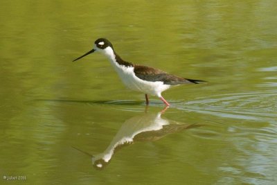 Échasse d'Amérique (Black-necked Stilt)
