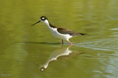 chasse d'Amrique (Black-necked Stilt)