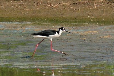 chasse d'Amrique (Black-necked Stilt)