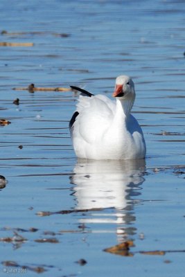 Oie des neiges (Snow goose)