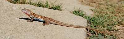 Texas spotted whiptail