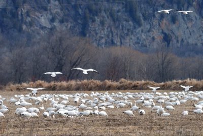 Oies des Neiges (Snow geese)