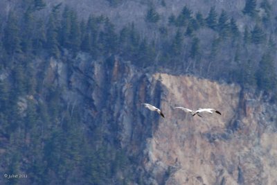 Oies des Neiges (Snow geese)