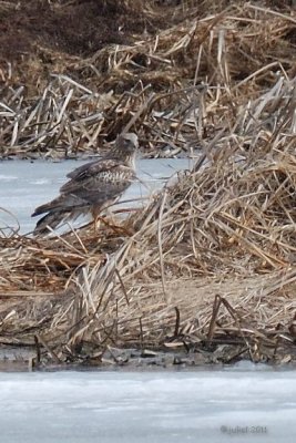 Busard des marais (Northern harrier)