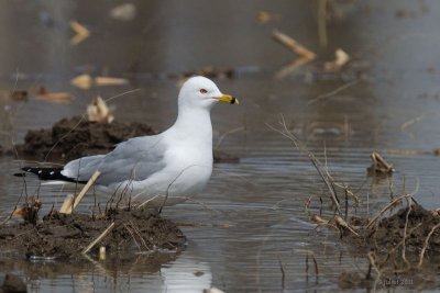 Goland  bec cercl (Ring-billed gull)