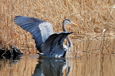 Grand héron (Great blue heron)