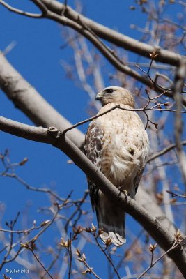 Buse à épaulettes (Red-Shouldered hawk)