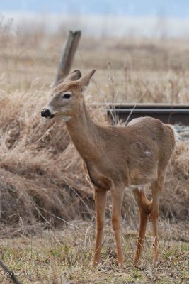 Cerf de Virginie (White-tailed deer)