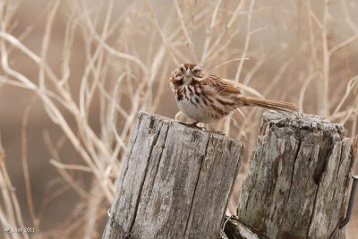 Bruant chanteur (Song sparrow)