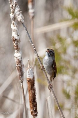 Bruant des marais (Swamp sparrow)