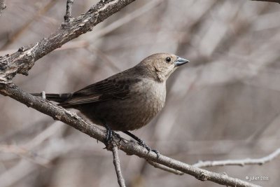 Vacher à tête brune, femelle (Cowbird)