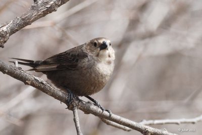 Vacher à tête brune, femelle (Cowbird)