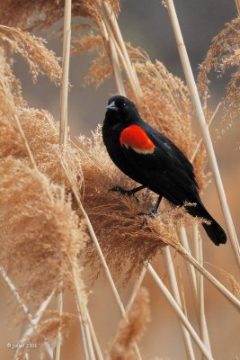 Carouge à épaulettes (Red-winged blackbird)