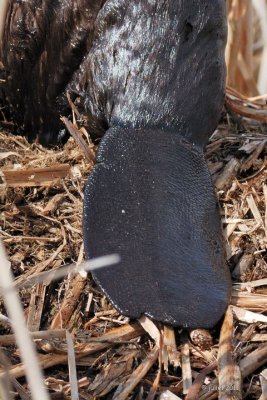 Queue de castor (Beaver tail)