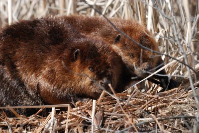 Castor (Beaver)