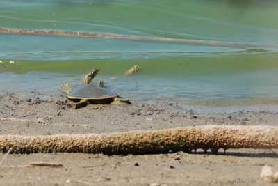 Tortue-molle  pines (Guadalupe Spiny Softshell turtle)