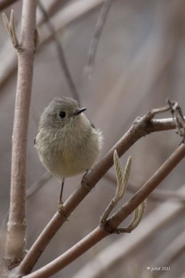 Roitelet à couronne rubis  (Ruby-crowned Kinglet)