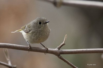 Roitelet à couronne rubis  (Ruby-crowned Kinglet)