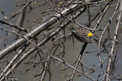 Paruline à croupion jaune (Yellow-rumped warbler)