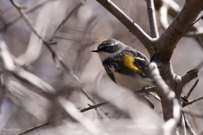 Paruline à croupion jaune (Yellow-rumped warbler)