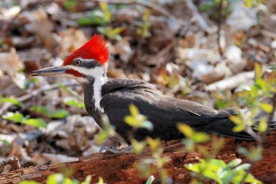 Grand pic (Pileated woodpecker)