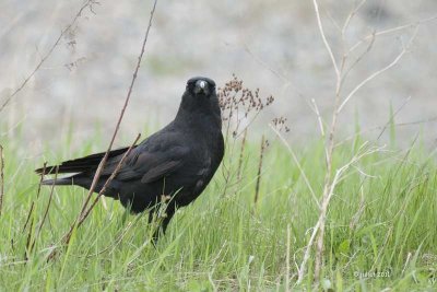 Corneille d'Amrique (American crow)
