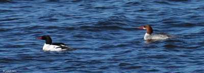 Grand harle (Common merganser)