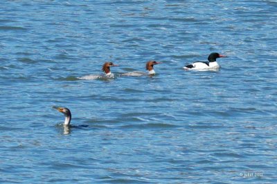 Grand harle (Common merganser) et Cormorant