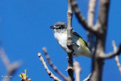 Vireo à tête bleue (Blue-headed vireo)