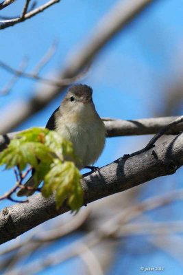 Vireo melodieux (Warbling vireo)