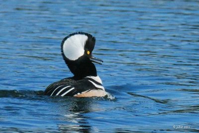 Harle couronn (Hooded Merganser)