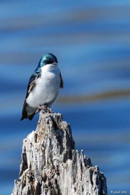 Hirondelle bicolore (Tree swallow)