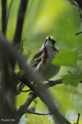 Paruline  flancs marrons (Chestnut-sided Warbler)